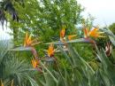 Flowers of the bird of paradise plant that look like cartoon animals in Nelson, Nov 2015